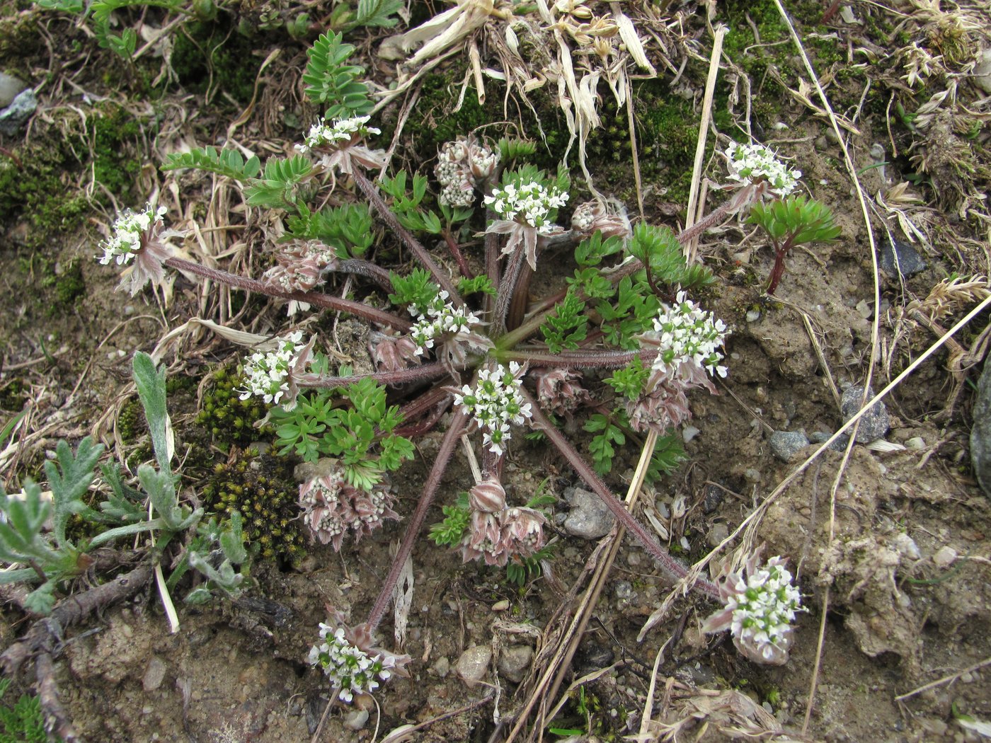 Image of Chaerophyllum humile specimen.