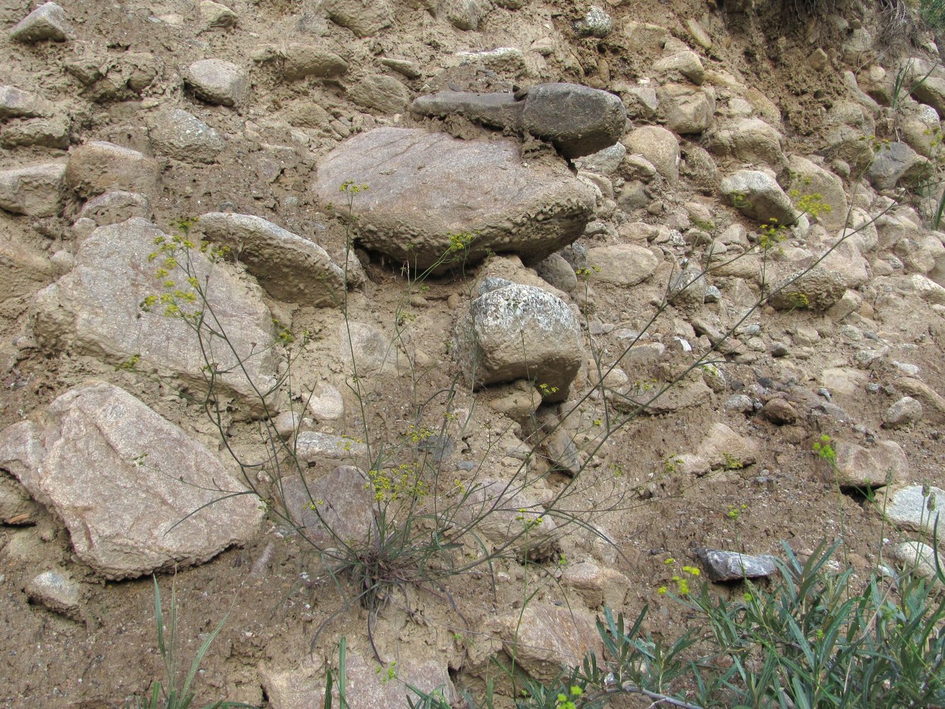 Image of Bupleurum exaltatum specimen.