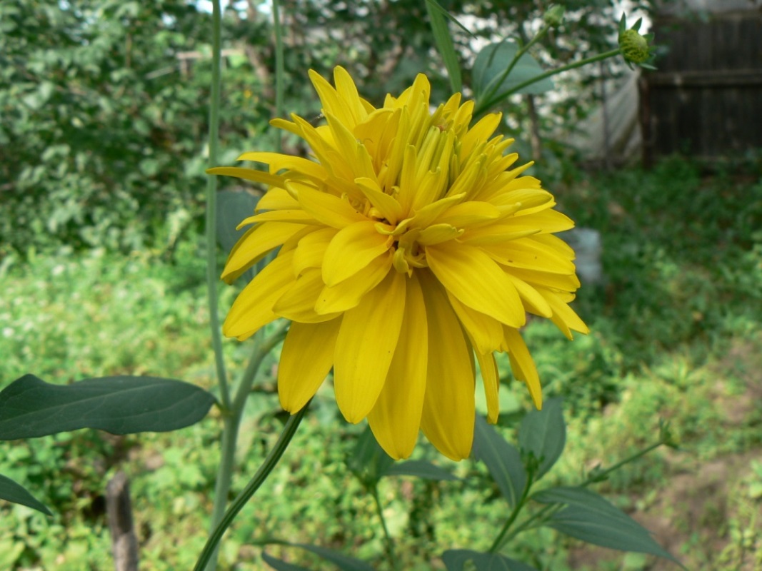 Image of Rudbeckia laciniata specimen.