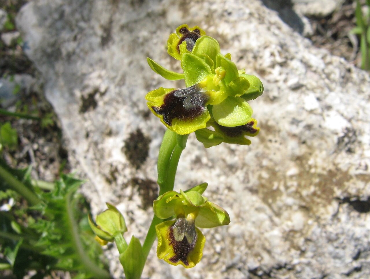 Изображение особи Ophrys lutea.