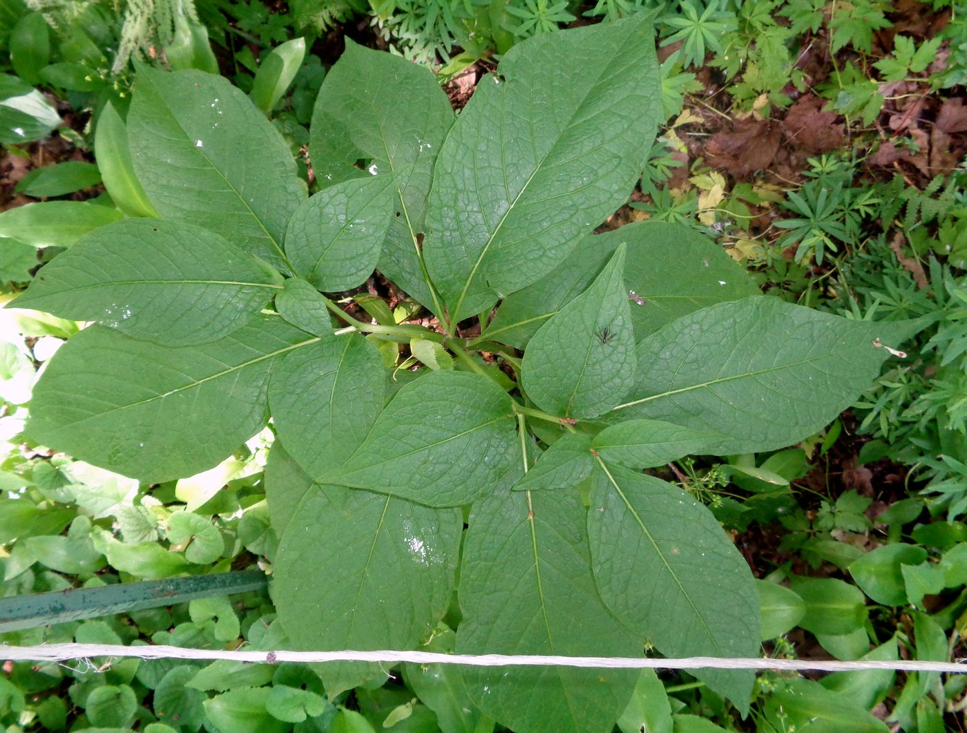 Image of genus Scopolia specimen.