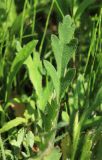 Papaver amurense. Лист. Приморский край, Уссурийский ГО, окр. с. Утёсное, остепнённый склон. 14.06.2021.