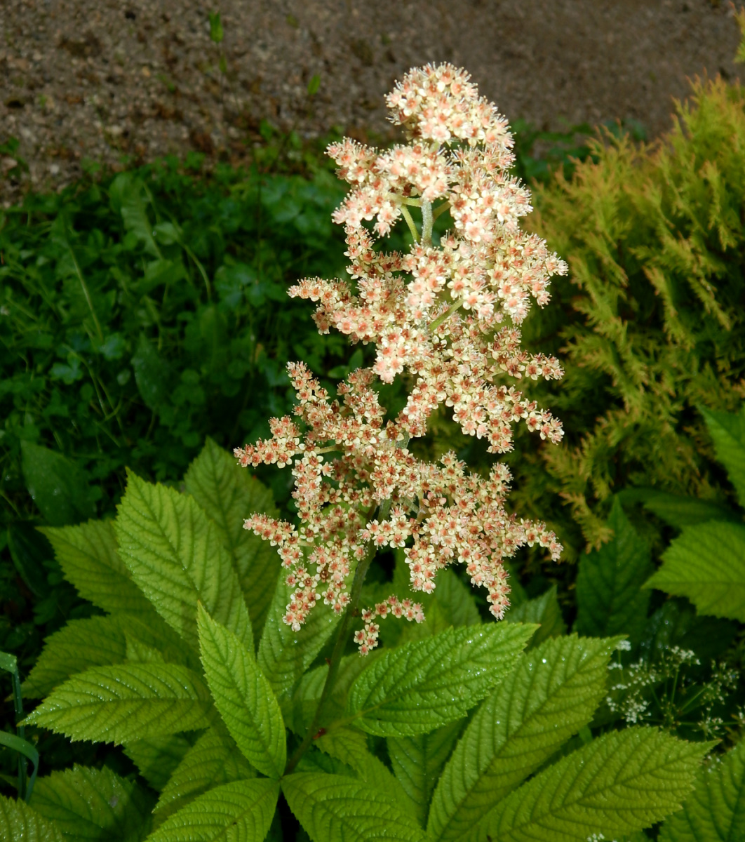 Image of genus Rodgersia specimen.