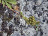 Potentilla longifolia