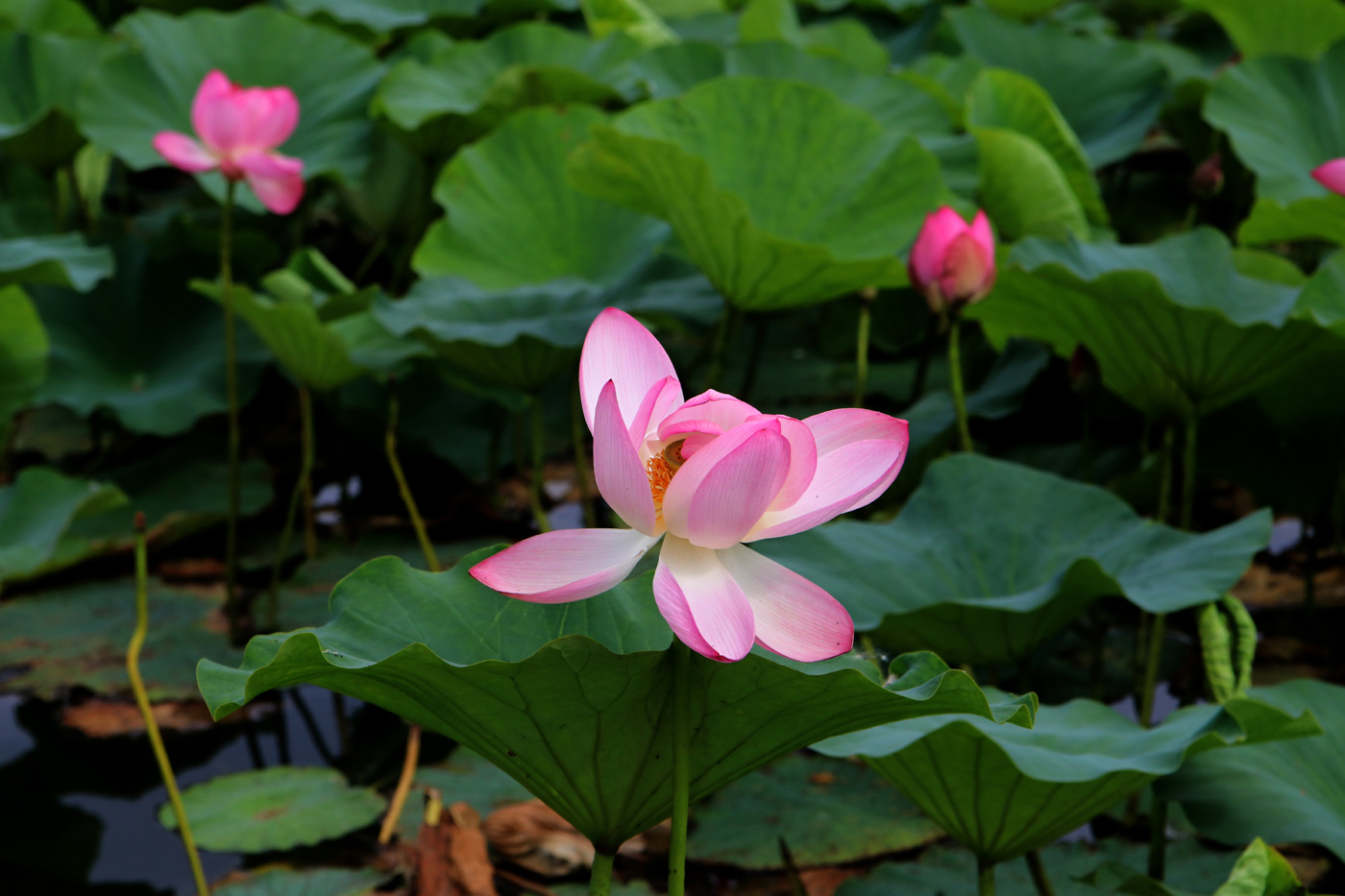 Image of Nelumbo komarovii specimen.