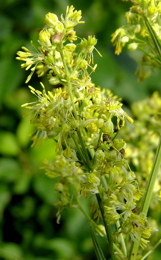 Image of Thalictrum amurense specimen.