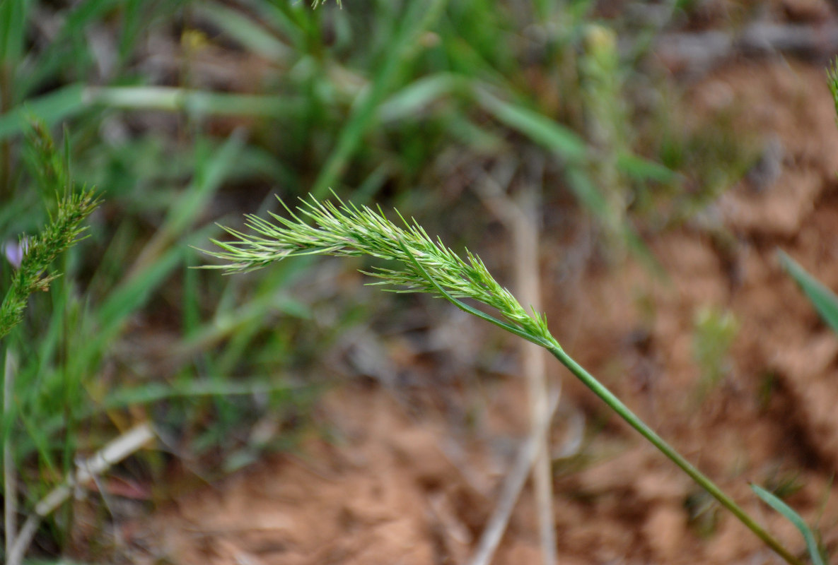 Image of Poa bulbosa ssp. vivipara specimen.