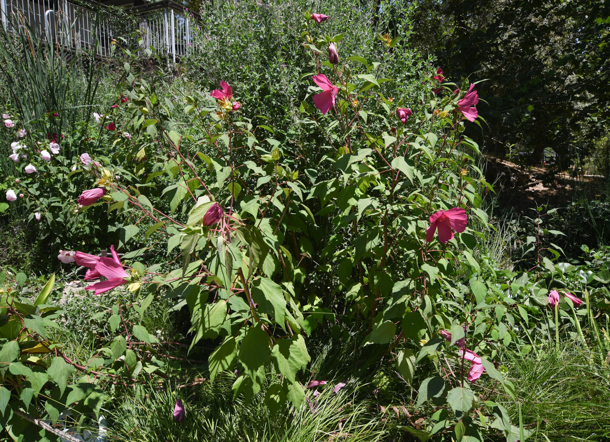 Image of Hibiscus laevis specimen.