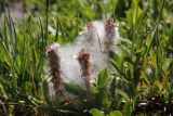 Salix rectijulis. Соплодия, семена и листья. Республика Алтай, Кош-Агачский р-н, окр. стоянки Аргамджи, 2230 м н.у.м., луг. 3 августа 2020 г.