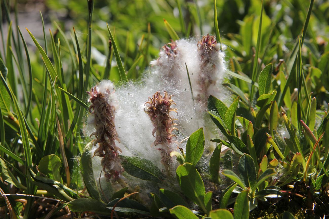 Image of Salix rectijulis specimen.