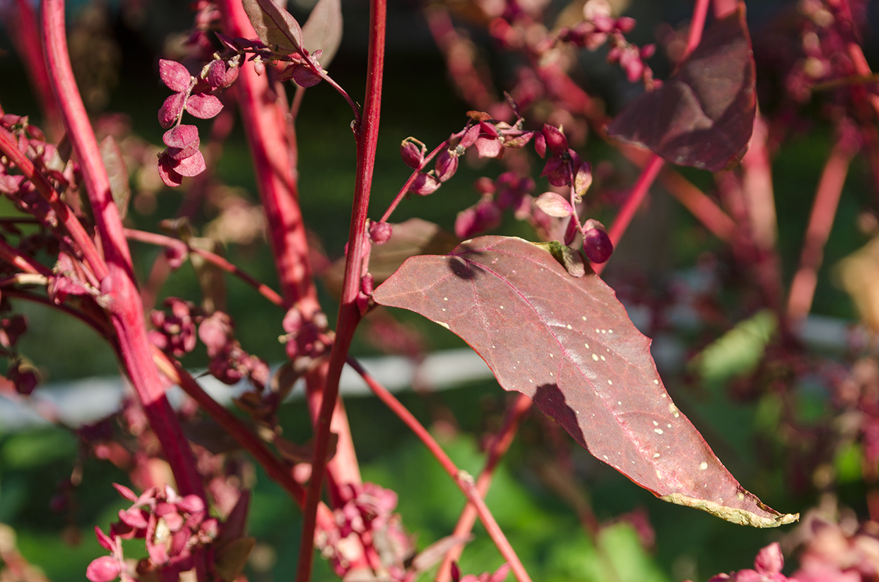 Image of Atriplex sagittata specimen.