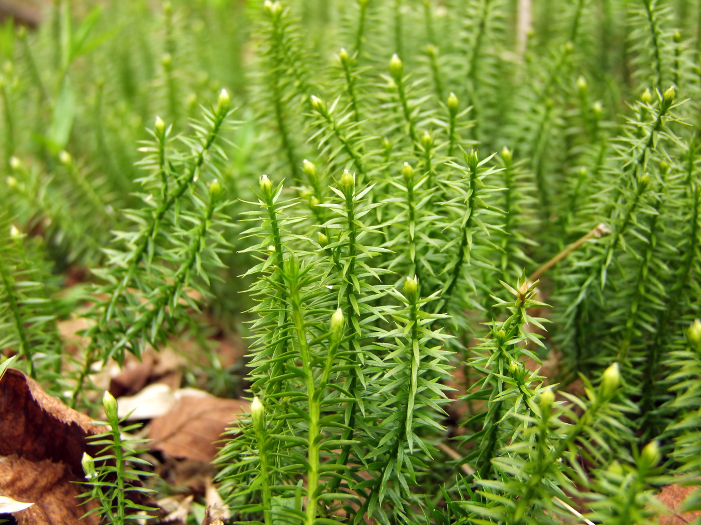 Image of Lycopodium annotinum specimen.