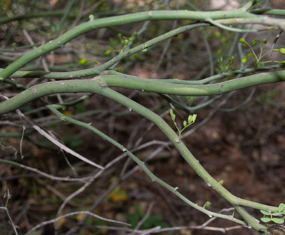 Image of Parkinsonia florida specimen.