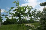 Crataegus monogyna