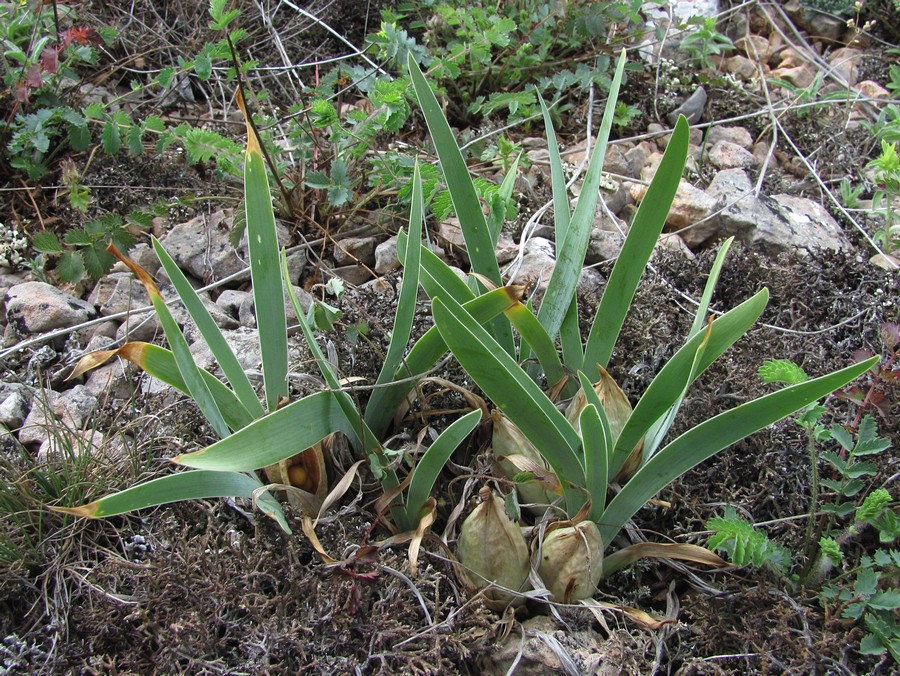 Image of Iris pumila specimen.