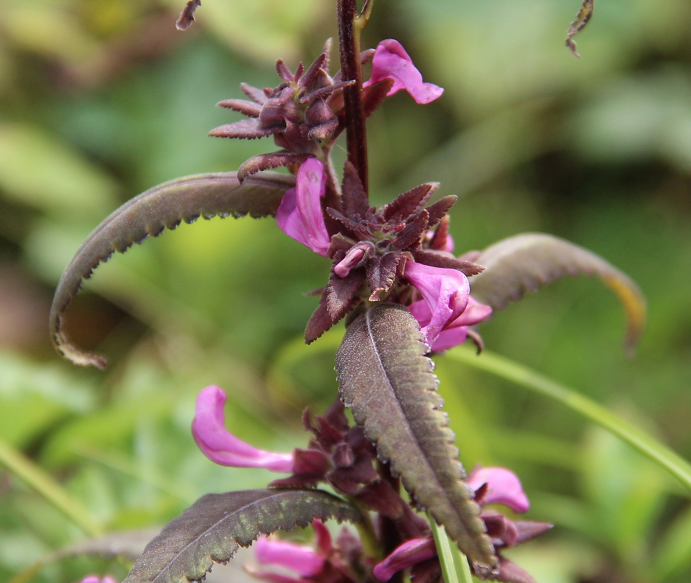 Image of Pedicularis resupinata specimen.