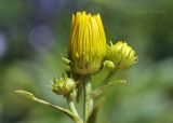 Inula linariifolia
