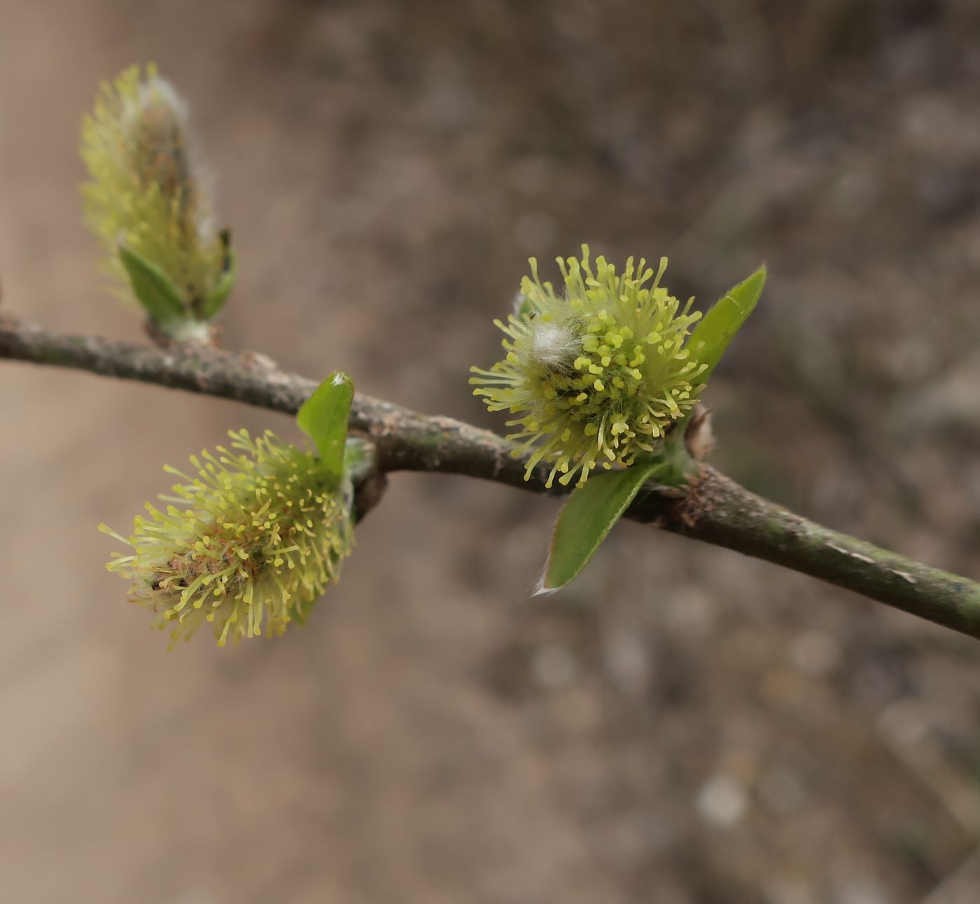 Image of Salix myrsinifolia specimen.