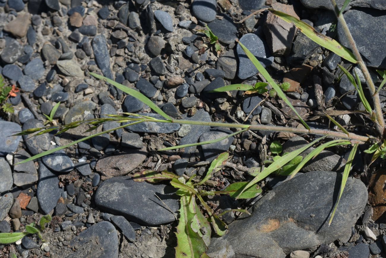 Изображение особи семейство Poaceae.