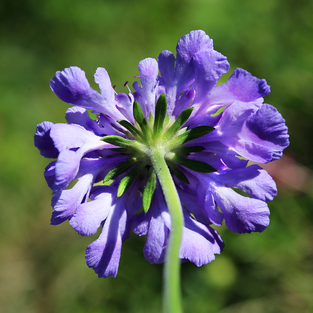 Image of Scabiosa lachnophylla specimen.