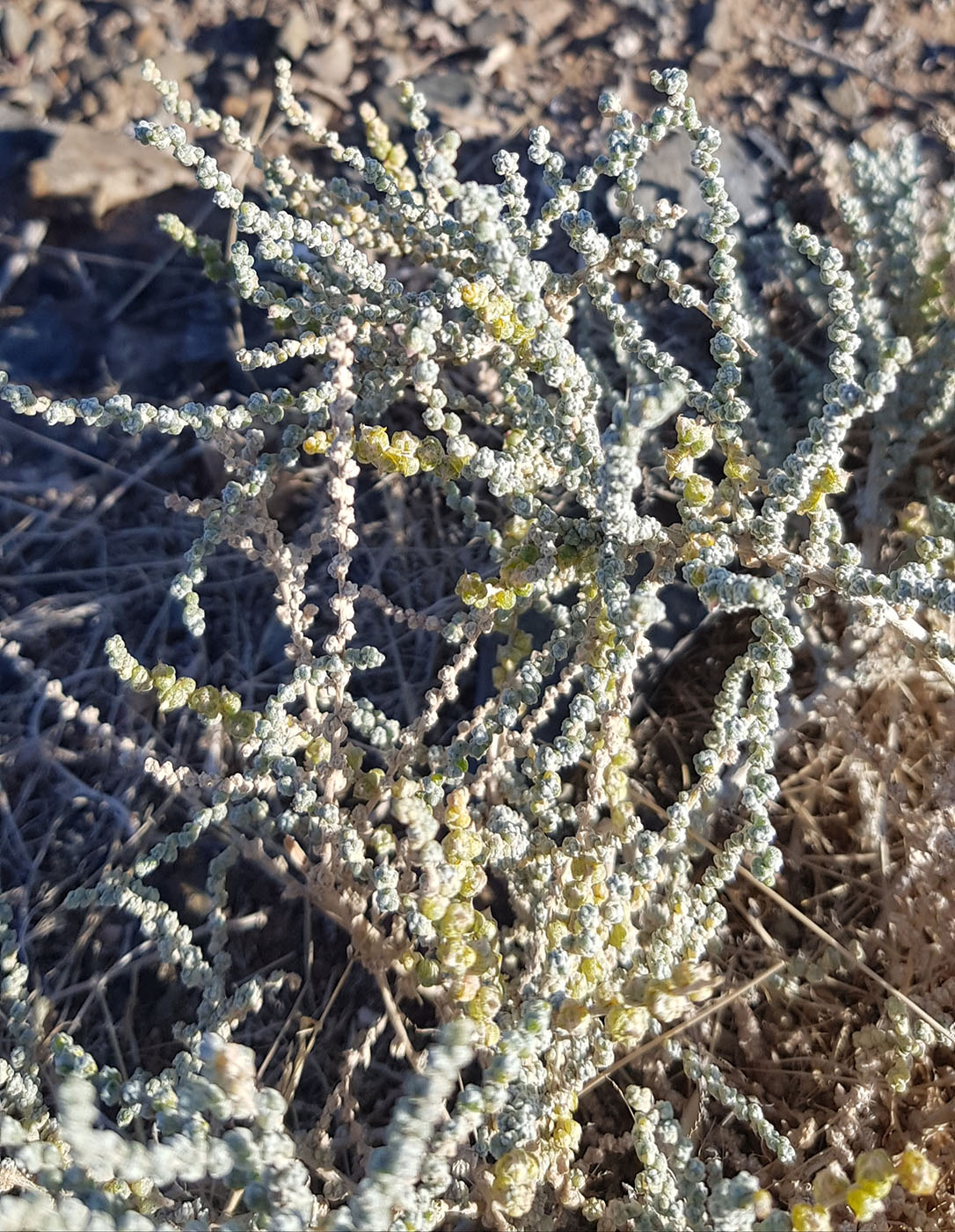 Image of Salsola passerina specimen.