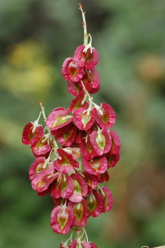 Image of Rheum wittrockii specimen.