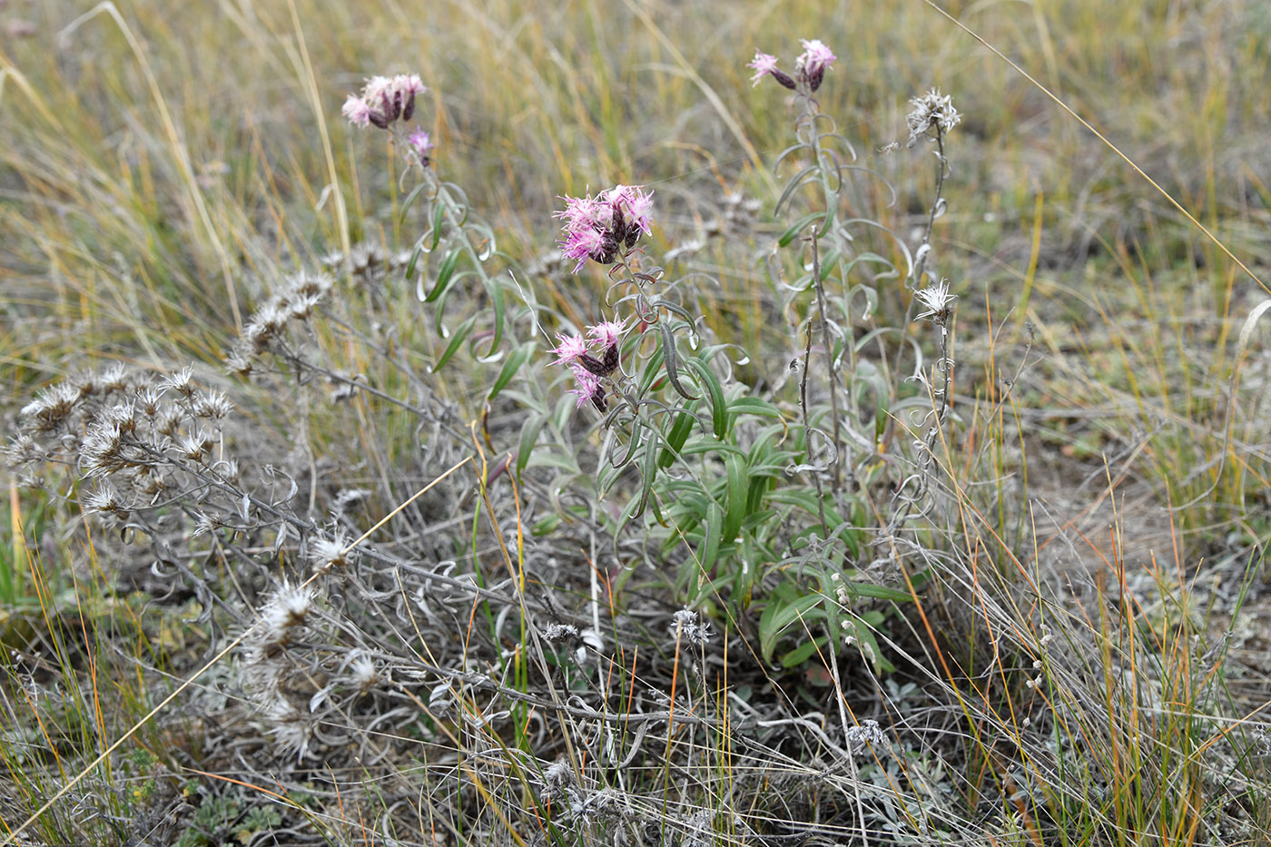 Image of Saussurea salicifolia specimen.