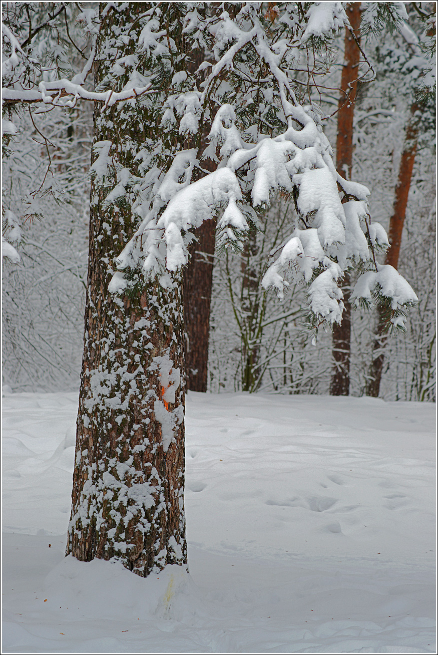 Изображение особи Pinus sylvestris.