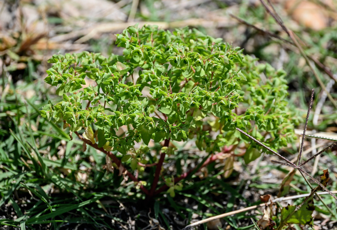 Image of Euphorbia falcata specimen.