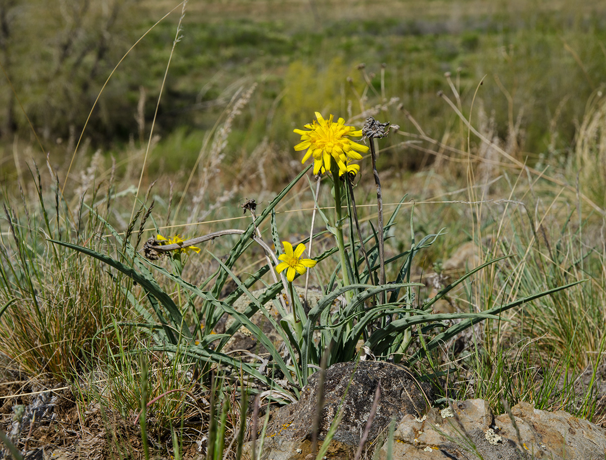 Image of genus Scorzonera specimen.