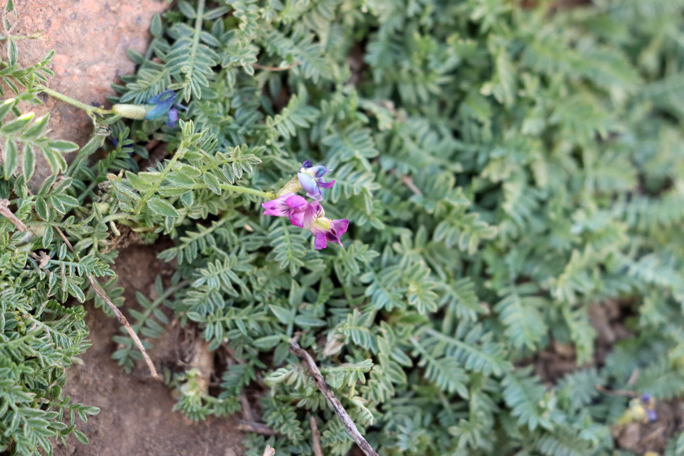 Image of Oxytropis savellanica specimen.