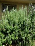 Rosmarinus officinalis. Цветущее растение. Болгария, Бургасская обл., г. Поморие, ул. \"П. К. Яворов\", в культуре. 17.09.2021.