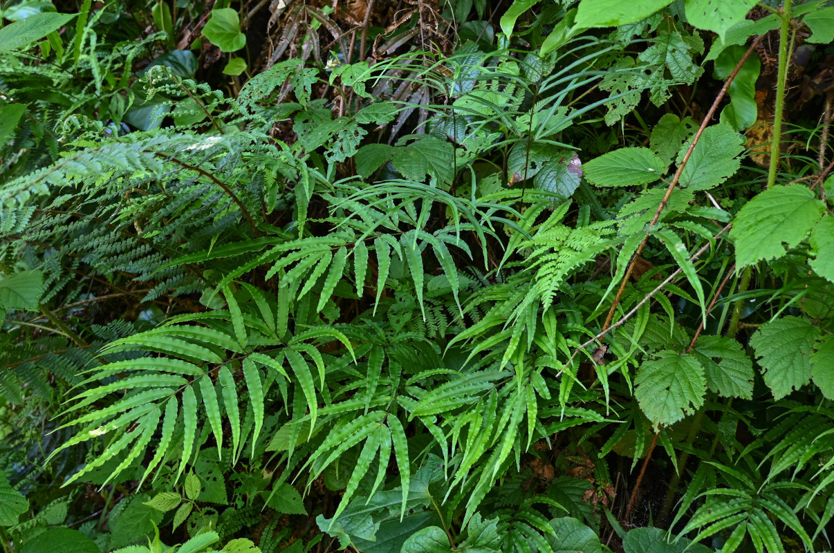 Изображение особи Pteris cretica.