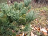 род Pinus