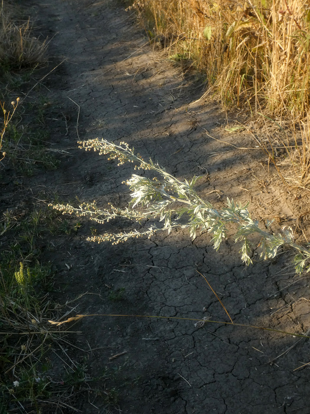 Изображение особи Artemisia absinthium.