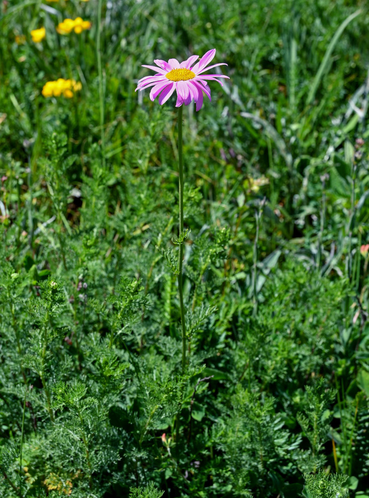 Изображение особи Pyrethrum coccineum.