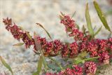 Rumex ucranicus. Верхушка плодоносящего растения. Нижегородская обл., Володарский р-н; берег р. Ока, песчаная коса. 15.09.2023.