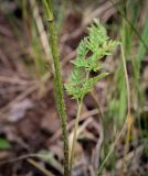 Chaerophyllum prescottii. Средняя часть побега. Пермский край, Кунгурский р-н, окр. дер. Дейково, окр. ур. Греховская гора, борт карстовой воронки. 04.06.2023.