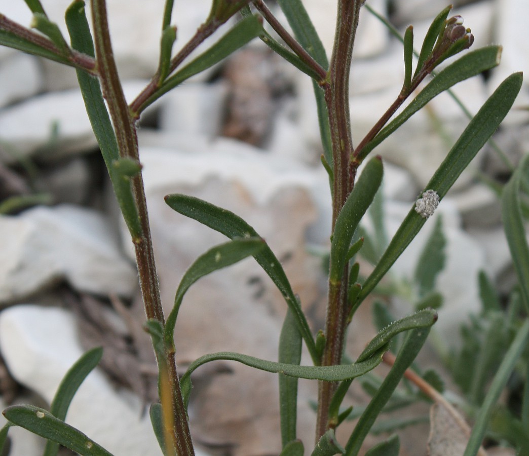 Image of Iberis simplex specimen.