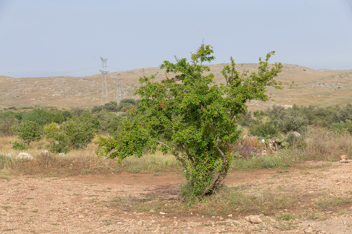 Image of Punica granatum specimen.