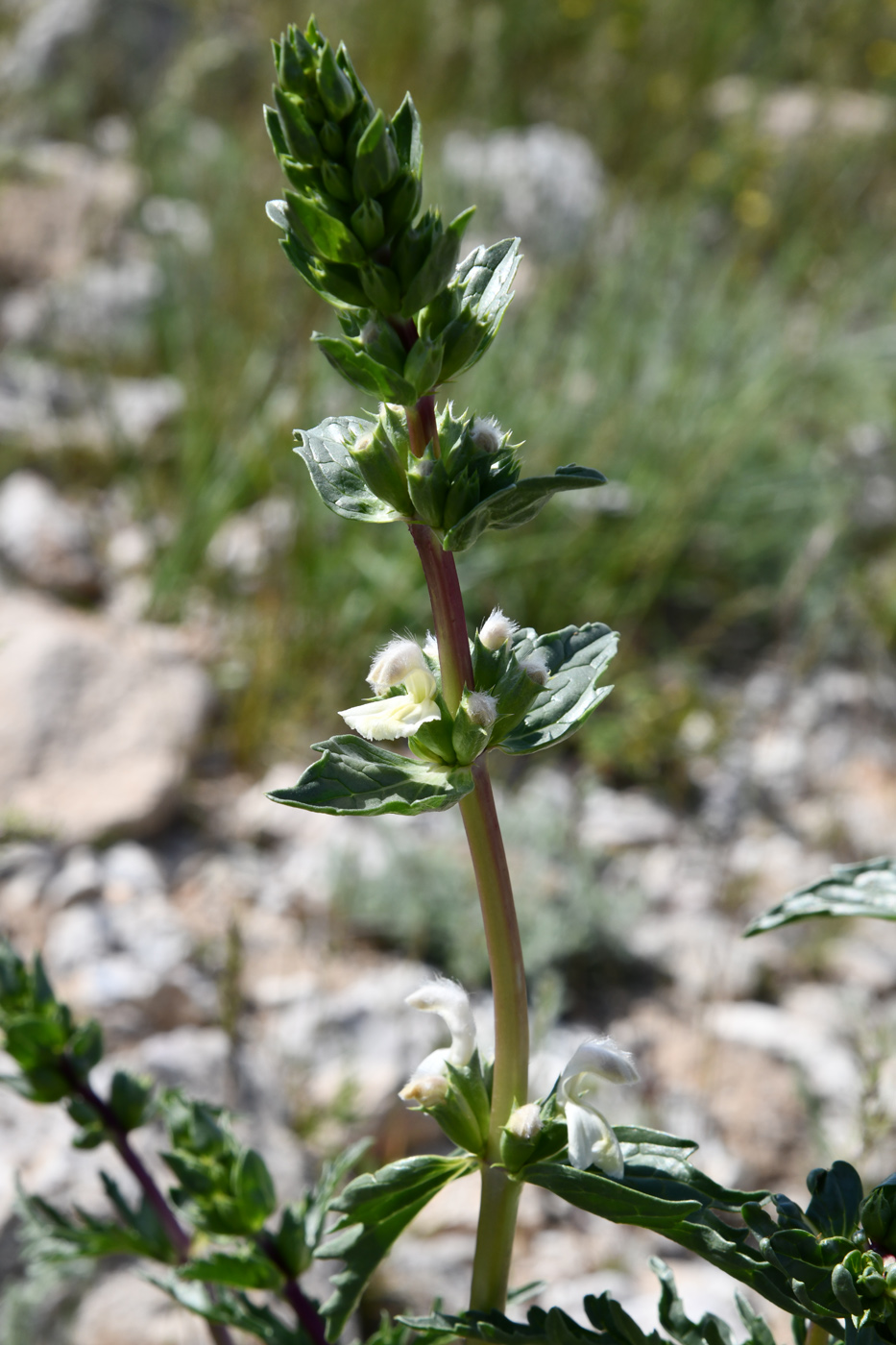 Image of Phlomoides septentrionalis specimen.