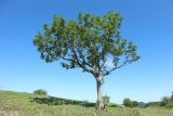 Fraxinus excelsior. Одиночное дерево. Краснодарский край, м/о г. Геленджик, хр. Коцехур, гора Шахан, горный луг, используемый как пастбище. 02.06.2024.