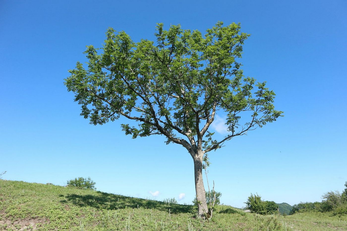 Изображение особи Fraxinus excelsior.