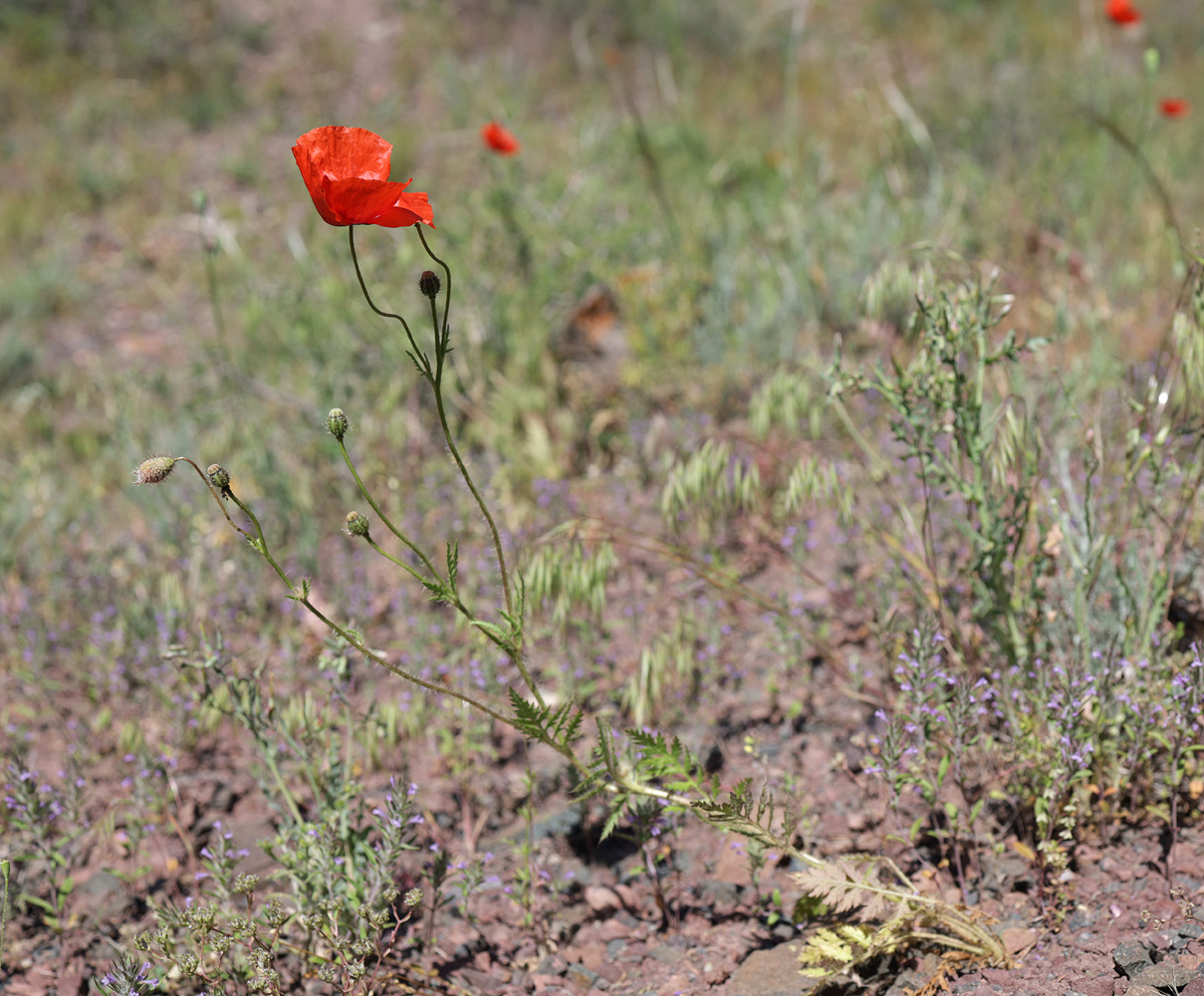 Image of Papaver pavoninum specimen.