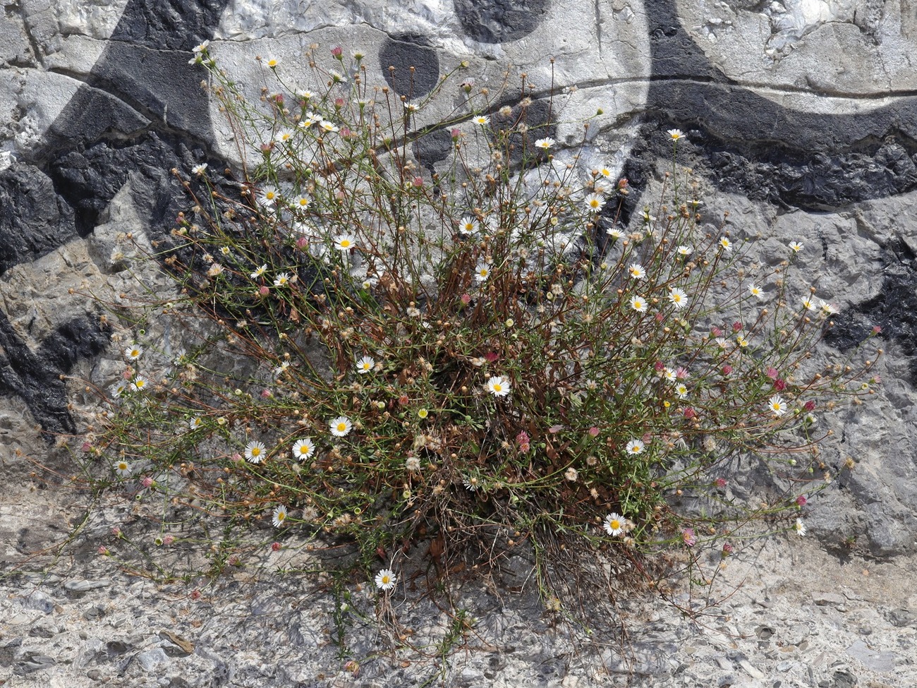 Изображение особи Erigeron karvinskianus.