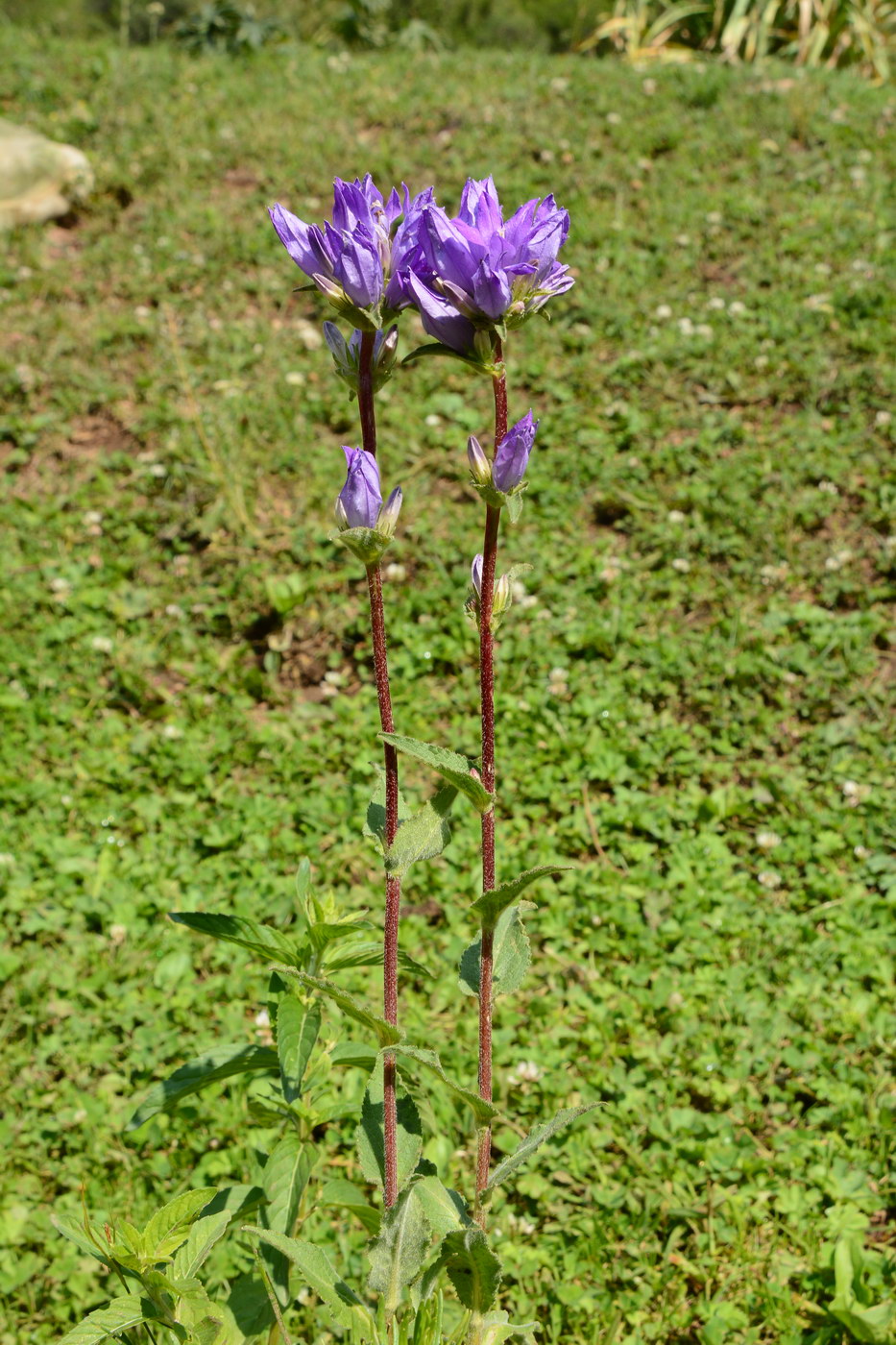 Image of Campanula glomerata specimen.