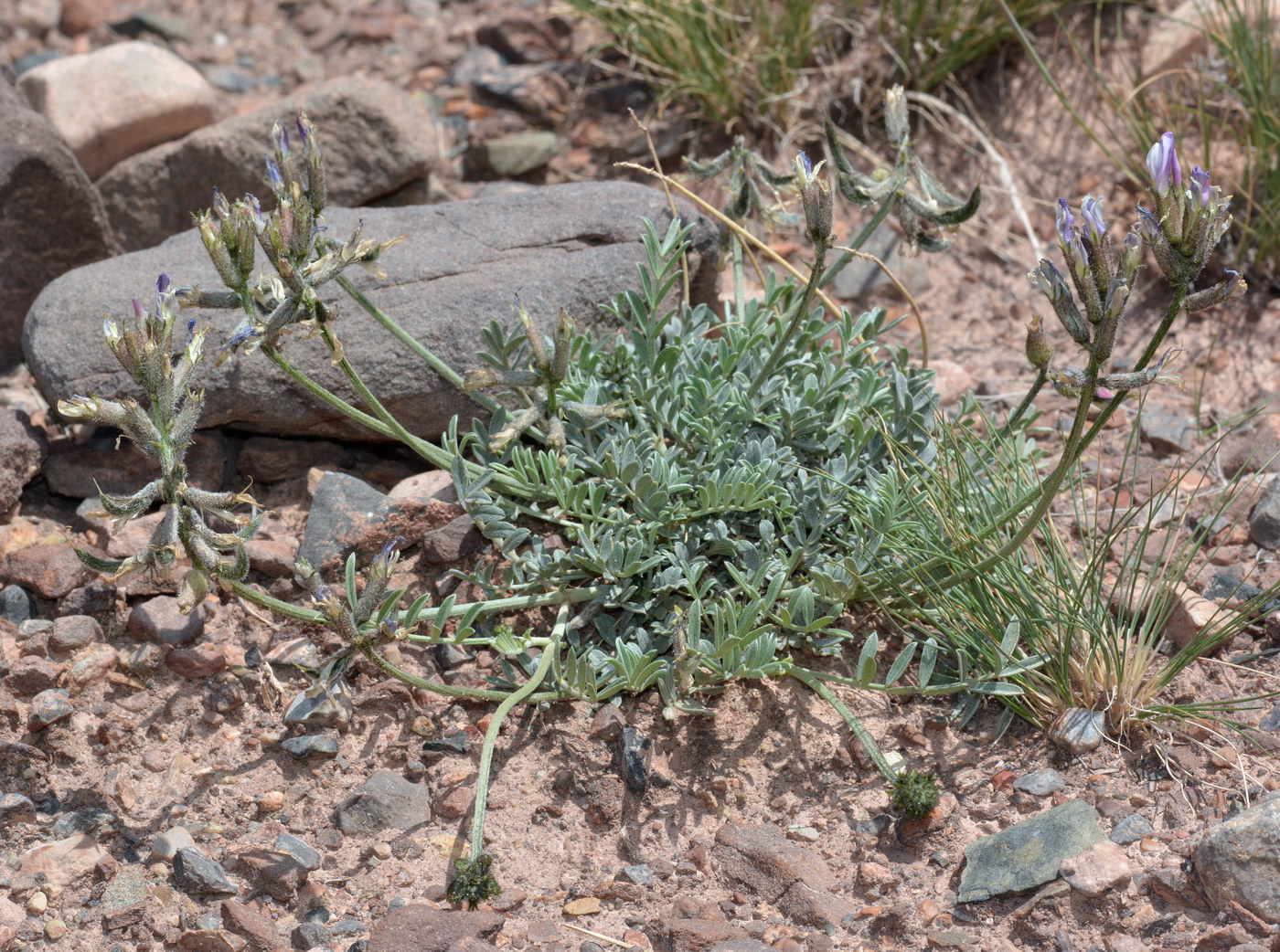 Изображение особи Astragalus petraeus.