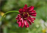 Zinnia elegans