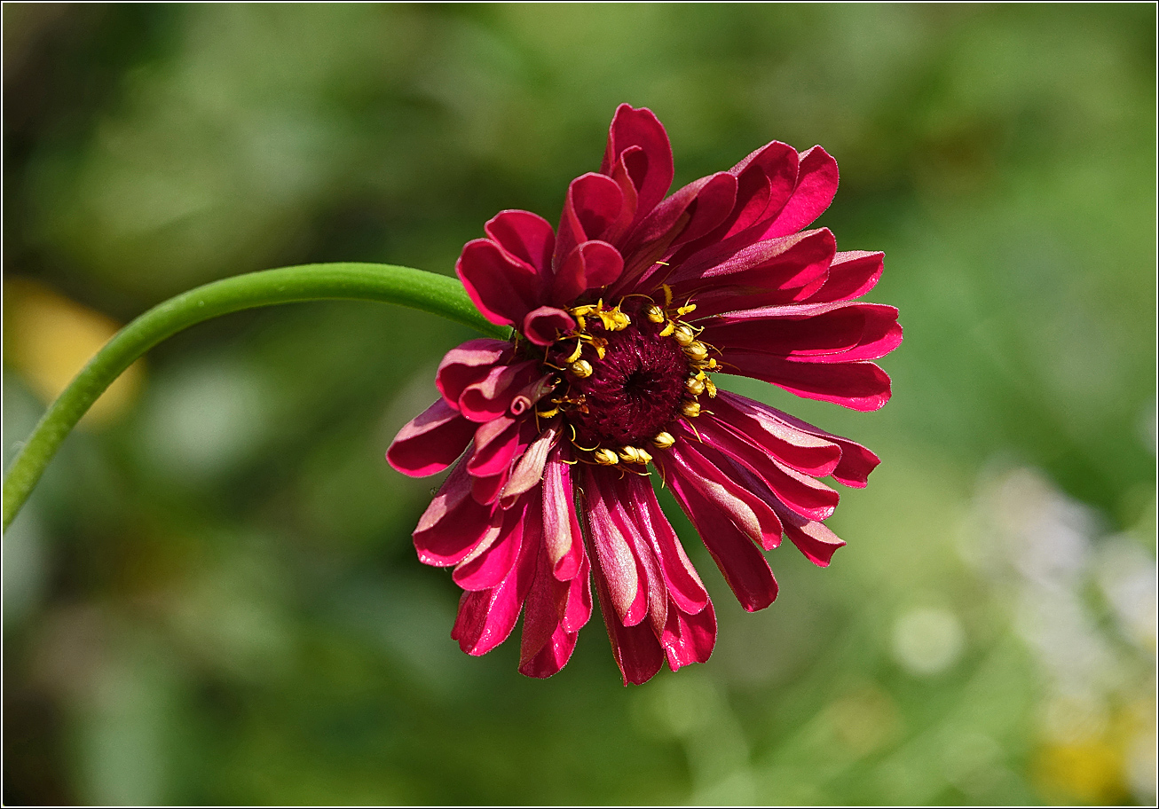 Изображение особи Zinnia elegans.