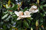 Magnolia grandiflora. Верхушки ветвей с цветками. Грузия, Имеретия, г. Кутаиси, в культуре. 15.06.2023.